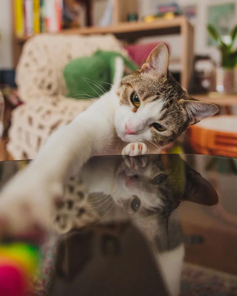 Photo portrait chat reflet jeu