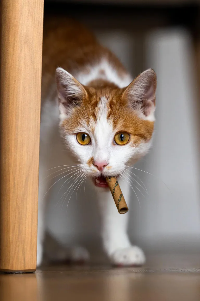 Photo portrait chat artistique chaton jeu
