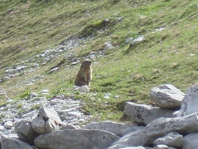 Animaux sauvages suisses / Marmotte en sentinelle