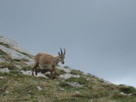 Animaux sauvages suisses / Etagne