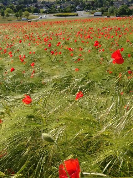 Coquelicots rd point
