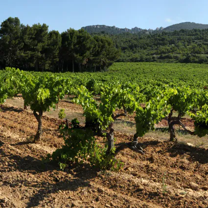 3 dentelles