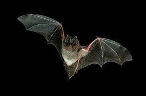 Chauve souris