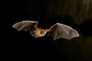 Chauve souris1