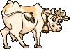 Vache 121