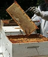 un cadre de hausse rempli de bon miel