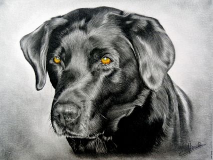 Labrador noir
