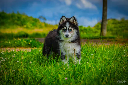 Domaine de la calinerie 51