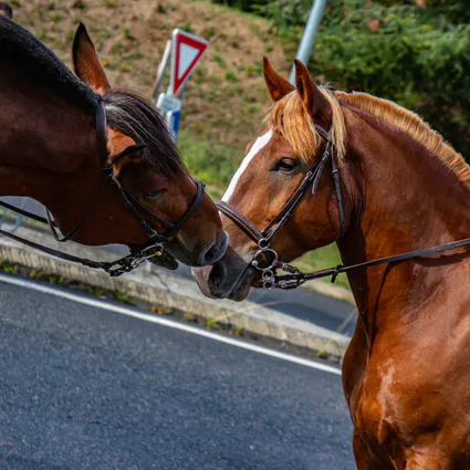 424917313 880821664049445 4996998742698326868 n