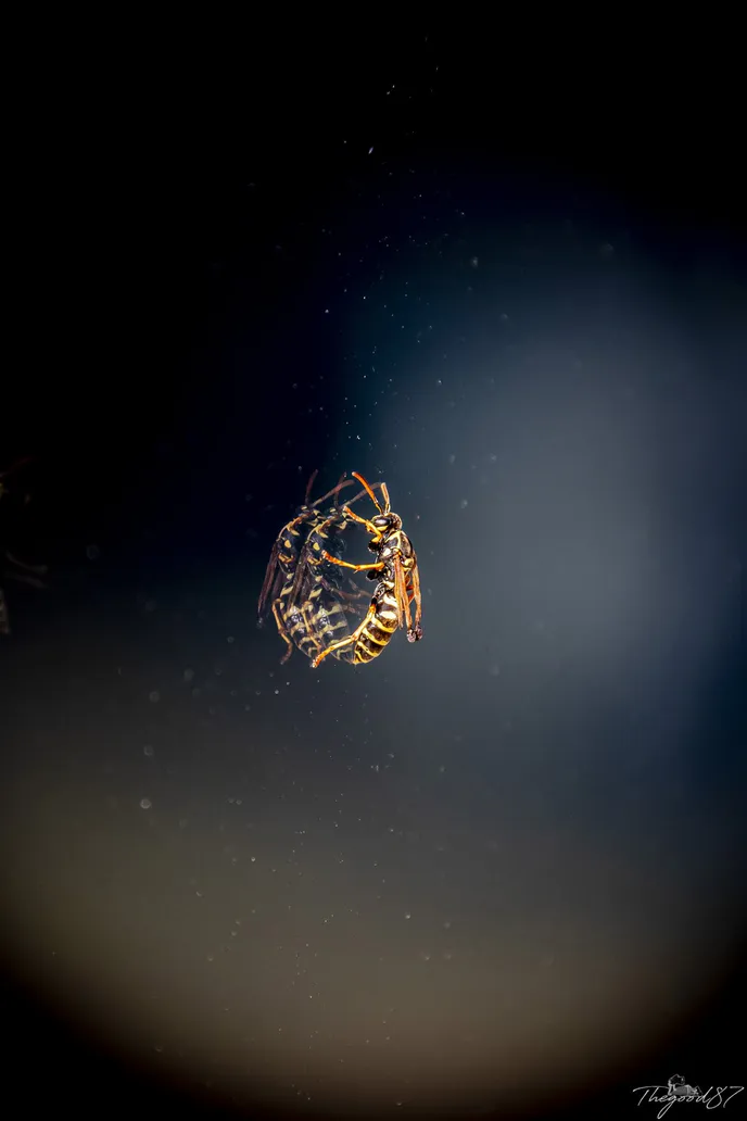 67751299 2382875768594559 5204390272619773952 n