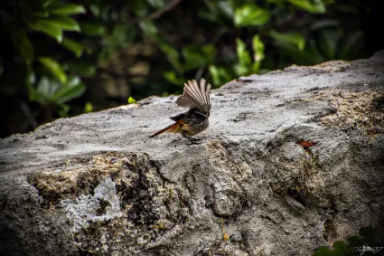 67609484 2383545111860958 5046644451779280896 n