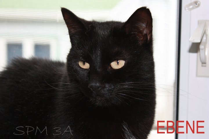 Ebene