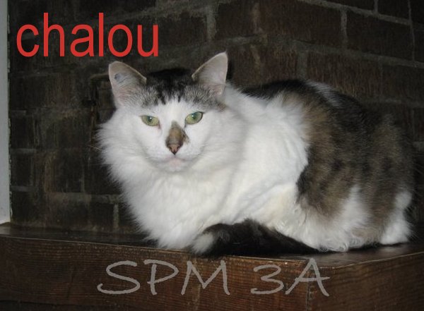 Chalou