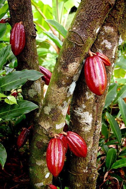Fruit du cacaoyer ou cabosse arbres 930b81t650