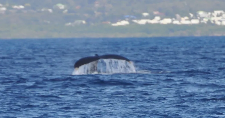 les Cétacés en Guadeloupe