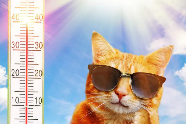 Canicule 2019