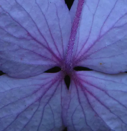 Coeur de fleur fin 2