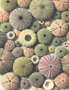 Mosaic - mosaïques - fresque - décor - hérissons de mer - corail - vermillon - oursins - anémone - fond marin - ora mosaïques