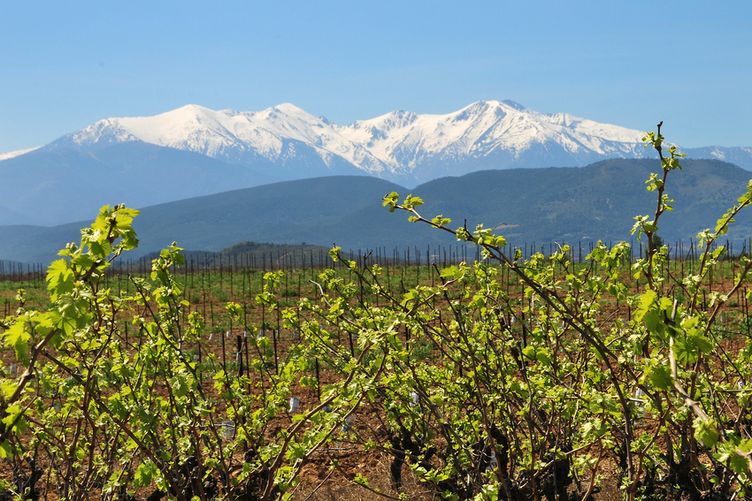 Aspres printemps 2011 vignes et canigou 21