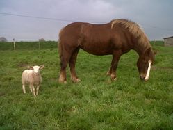 animaux loscouet boutraie