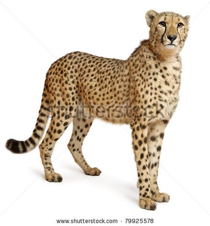 Stock photo cheetah acinonyx jubatus months old standing in front of white background 79925578