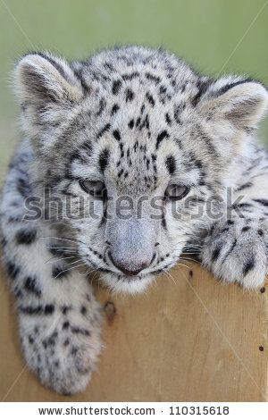 Stock photo small snow leopard irbis uncia uncia or panthera uncia 110315618