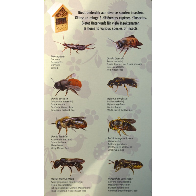 Photo abeilles hotels 4 langues