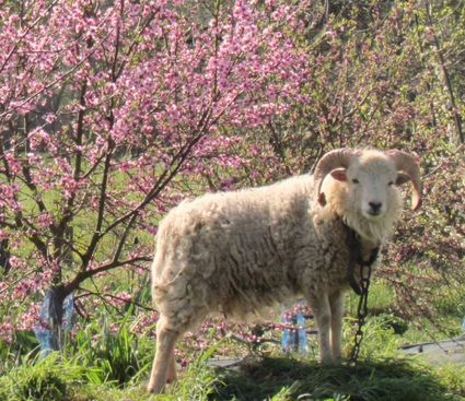 Les moutons de ouessant mars 2012 029