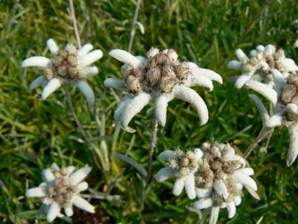 Edelweiss groupe