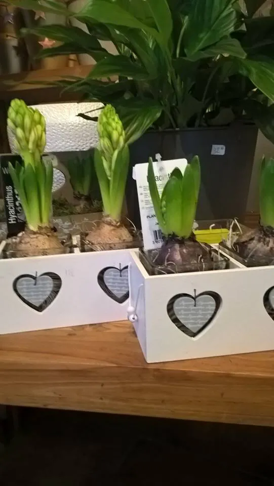 Fleur de managa 2