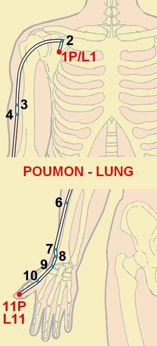 01 poumon lung 1 11
