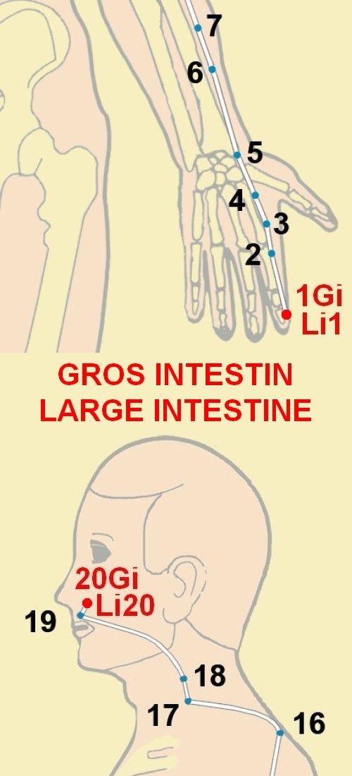 02 gros intestin large intestine 1 20