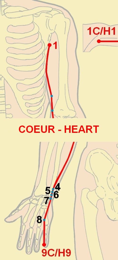 05 coeur heart 1 9