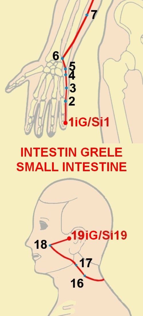 06 intestin grele small intestine 1 19