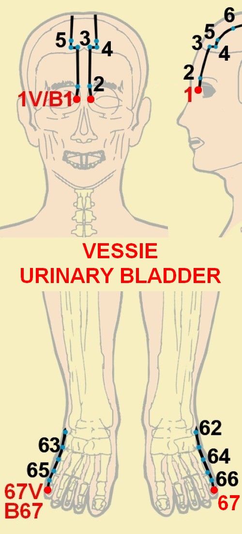 07 vessie urinary bladder 1 67