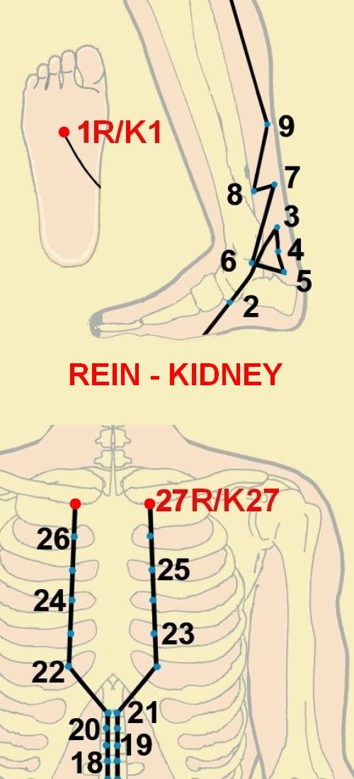 08 rein kidney 1 27
