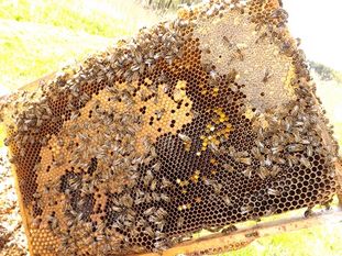 Regardez ce cadre: à gauche le couvain - au milieu un peu de pollen - à droite le miel