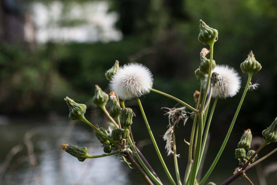 2014 0518 nettoyage riviere jamioulx 16
