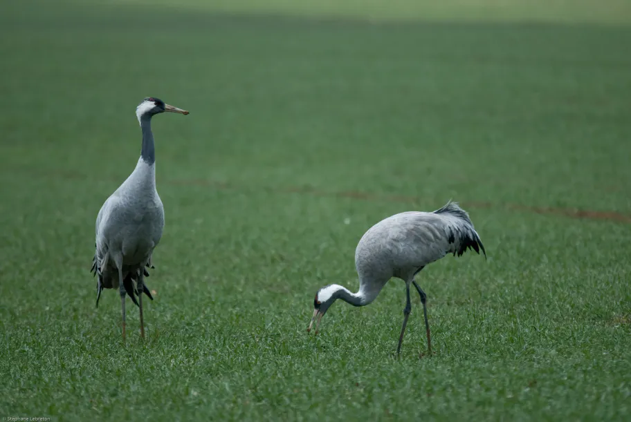 Un hiver avec les grues (chap. 3)