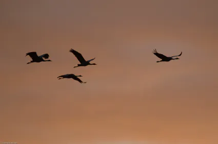 Un hiver avec les grues (chap. 2)
