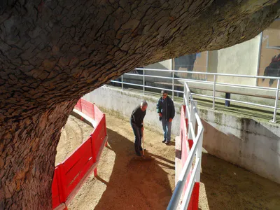 Entretien de la piste 13