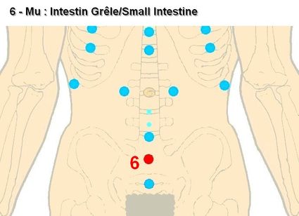 06 mu intestin grele small intestine
