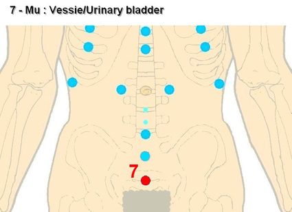 07 mu vessie urinary bladder