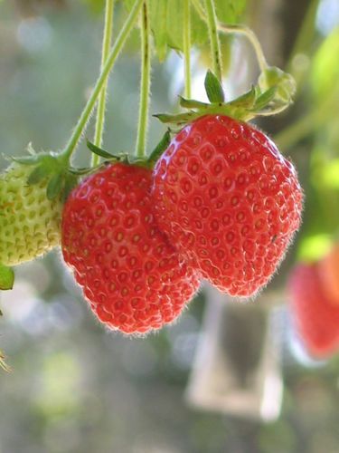 Culture de fraises a pornic 116