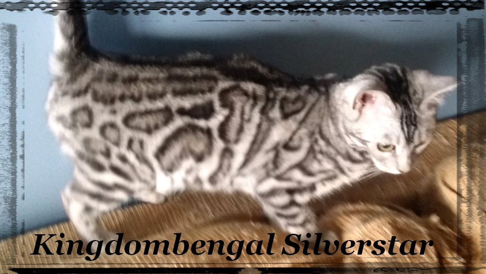 Silver 3