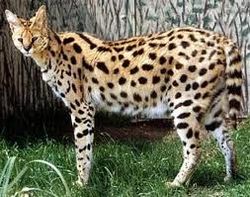 Serval nature