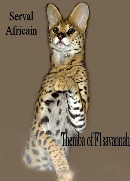 Themba serval