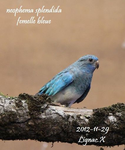 Spl bleu pvb femelle 4