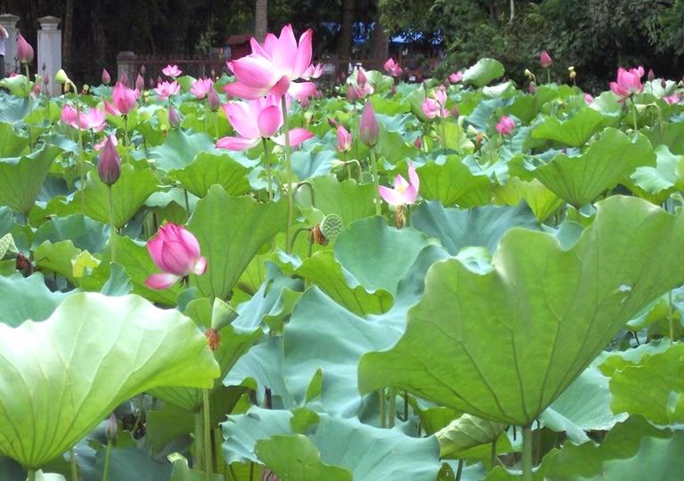 Vietnam vinh lotus2