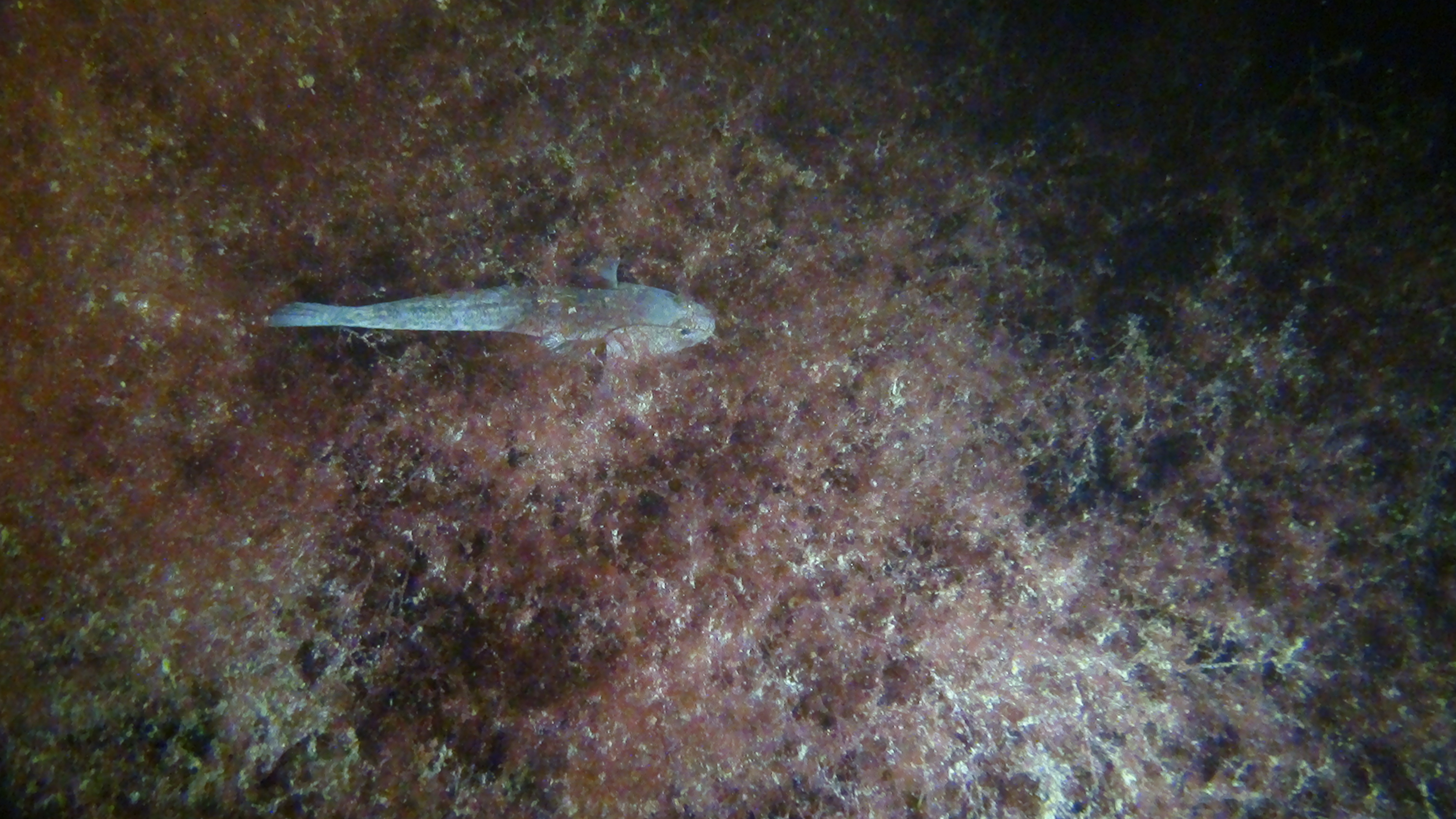 Dsc02420